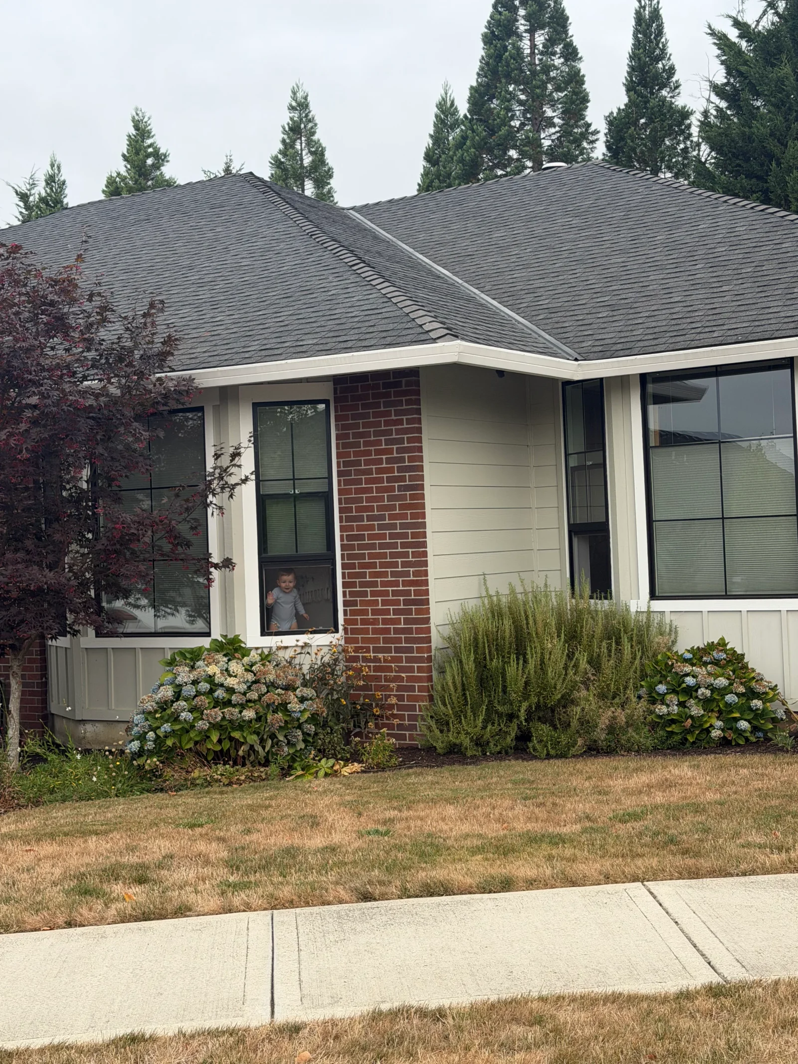 Single-story house with black-framed grid windows, white trim, red brick column, and gray lap siding with landscaped hydrangeas